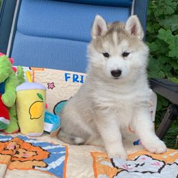 Siberian Husky Puppies from Canace Siberians