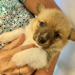 Daisy - Red female Pembroke Welsh Corgi puppy in Riverside, California from Four Aces Corgis