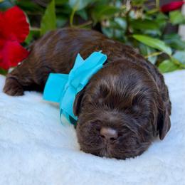 Blue collar - Chocolate male Australian Labradoodle puppy in Mount Gilead, North Carolina from Tillery Labradoodles
