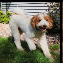 Hank - Goldendoodle