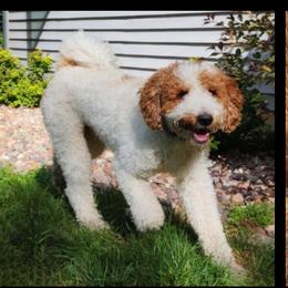 Hank - Goldendoodle