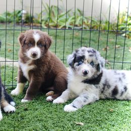 Australian Shepherd Puppies from Tru Blu Aussies