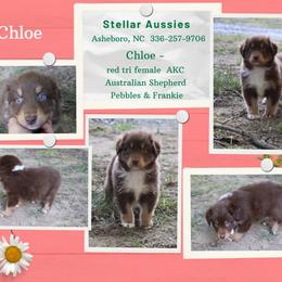 Chloe - Red tri-color female Australian Shepherd puppy in Asheboro, North Carolina from Stellar Aussies
