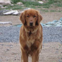 Jane - Golden Retriever