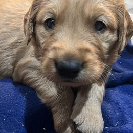 Girl 3 - Dark golden Golden Retriever puppy in Salem, Oregon from Baker’s Goldens