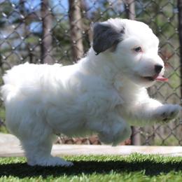 Nerd - White male Havapoo puppy in Hendersonville, North Carolina from Grayfinn House