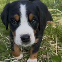 April- Pink - Black, white and red female Greater Swiss Mountain Dog puppy in Honey Brook, Pennsylvania from Sweet Stream Swissies