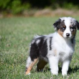 Australian Shepherd Puppies from Black Cow Kennels