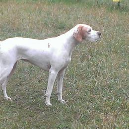 Brett - Pointer