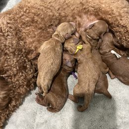 Poodle Puppies from Segovia Pups