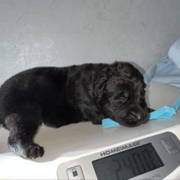 Sully - Black male German Shepherd puppy in Winterport, Maine from Vom Stevens Old Fashioned German Shepherds