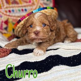 Churro - Chocolate female Australian Labradoodle puppy in Decatur, Alabama from Southern Meadows Doodles