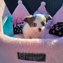 Cosmic - White female Chihuahua puppy in Amity, Pennsylvania from Baxters Chihuahuas