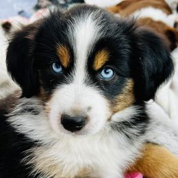 Miniature Australian Shepherd Puppies from Iris’ Island Oasis