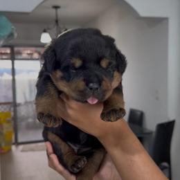 Melbee - Black and mahogany female Rottweiler puppy in Lake Worth, Florida from Vonbart Rottweilers
