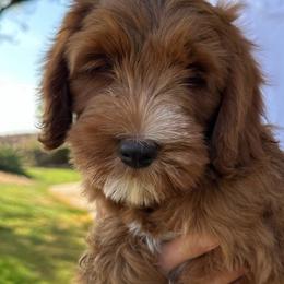 Patch - Caramel red male Australian Labradoodle puppy in Riverside, California from Sycamore Canyon Labradoodle