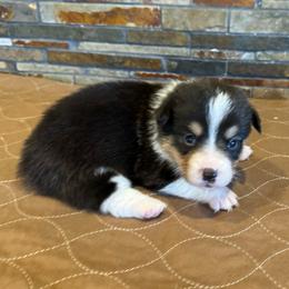 Boy 2 - Black and tan male Pembroke Welsh Corgi puppy in Visalia, California from VIP Stables