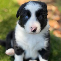 Male 2 - Black and white male Border Collie puppy in Morriston, Florida from Garcia Family Farms