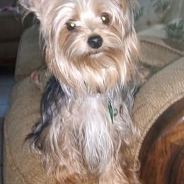 Yorkshire Terriers from Regina Jones's Yorkshire Terriers by the Sea