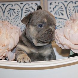 French Bulldog Puppies from Spoiled Frenchies