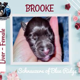 Brooke - Liver female Miniature Schnauzer puppy in Spruce Pine, North Carolina from Schnauzers of Blue Ridge