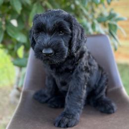 Ridge - Black male Giant Schnauzer puppy in Meridian, Mississippi from Hillside Kennels