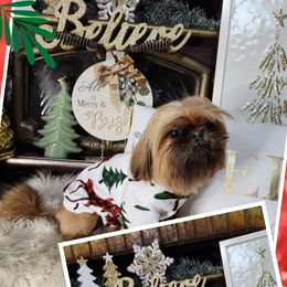 Rip - Shih Tzu