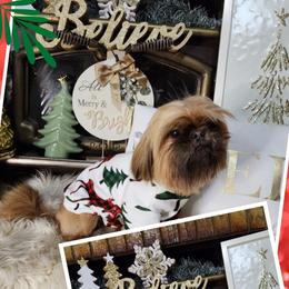Rip - Shih Tzu