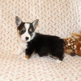 Ulana - Black and tan female Pembroke Welsh Corgi puppy in Morton, Mississippi from Crown AB Farms Pembroke Welsh Corgis