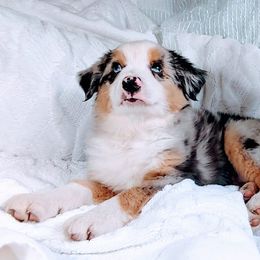 Great Danes and Miniature Australian Shepherds from All Champions Mini Aussies & ABW Great Danes