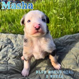 Masha - Blue merle female Australian Shepherd puppy in Abilene, Texas from S&K Aussies N' Rotties