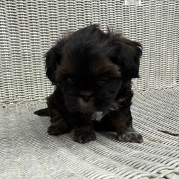 Kermit - Black and white male Cavatzu puppy in Saint Paul, Minnesota from Amy’s Puppy Tzu