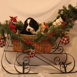 Light Blue Collar - Black white and tan male English Springer Spaniel puppy in Westmorland, California from IV Springers of California