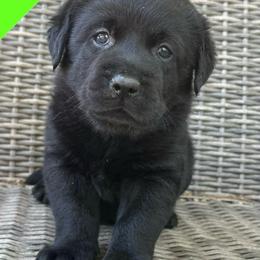 Boy 4 - Black male Labrador Retriever puppy in Wilson’s, Virginia from Cedar Hill Farm Labradors