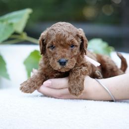 Pink collar - Red  female Goldendoodle puppy in Spokane, Washington from Doodle Love