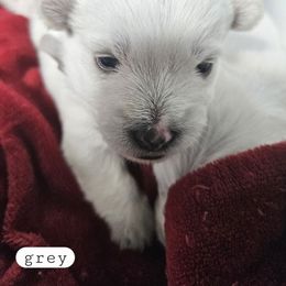 4th Pick Male - White male West Highland White Terrier puppy in Mayo, Florida from Carrot Tails LLC