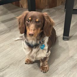 Benji - Dachshund