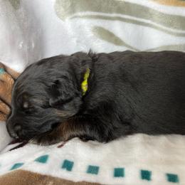Air - Black and red female German Shepherd puppy in Walla Walla, Washington from Silver Knight Shepherds