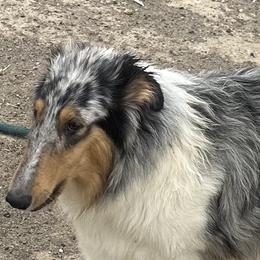 Collies and Dachshunds from Willow Creek Dachshunds and collies