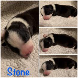 Stone - Black and white male Cardigan Welsh Corgi puppy in Box Elder, South Dakota from BELieve Cardigan Welsh Corgis