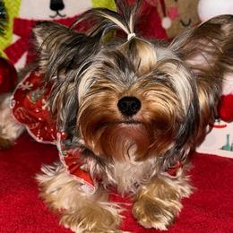 Daisy - Yorkshire Terrier