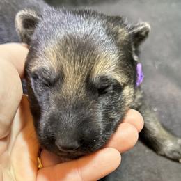 Collar 10 - Black and cream female German Shepherd puppy in Newsoms, Virginia from A Tier Above Shepherds