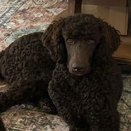 Clover (formerly Sheba) - Brown female Poodle puppy in Gallatin, Tennessee from BRosie 9  Standard Poodles