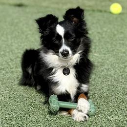Millie - Toy Australian Shepherd