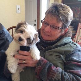 Havanese Puppies from EClair's Havanese and Westies