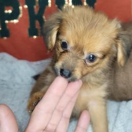 Layla - Fawn female Companion Cross puppy in Garvin, Oklahoma from Hochatown Awesome Aussies