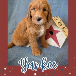 Yankee - Apricot male Goldendoodle puppy in Coarsegold, California from Hobbit Hollow Acres