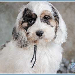 Sarafina - Merle female Cockapoo puppy in Connersville, Indiana from Deaz Doodle Ranch