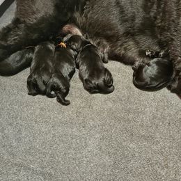 Girl 1 - Black female Giant Schnauzer puppy in Danville, Indiana from Surefoot Giant Schnauzers