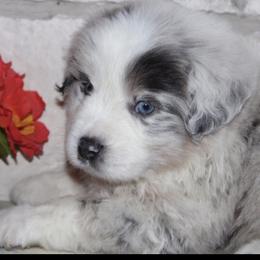 Australian Shepherd Puppies from Storm and Sage Australian Shepherds